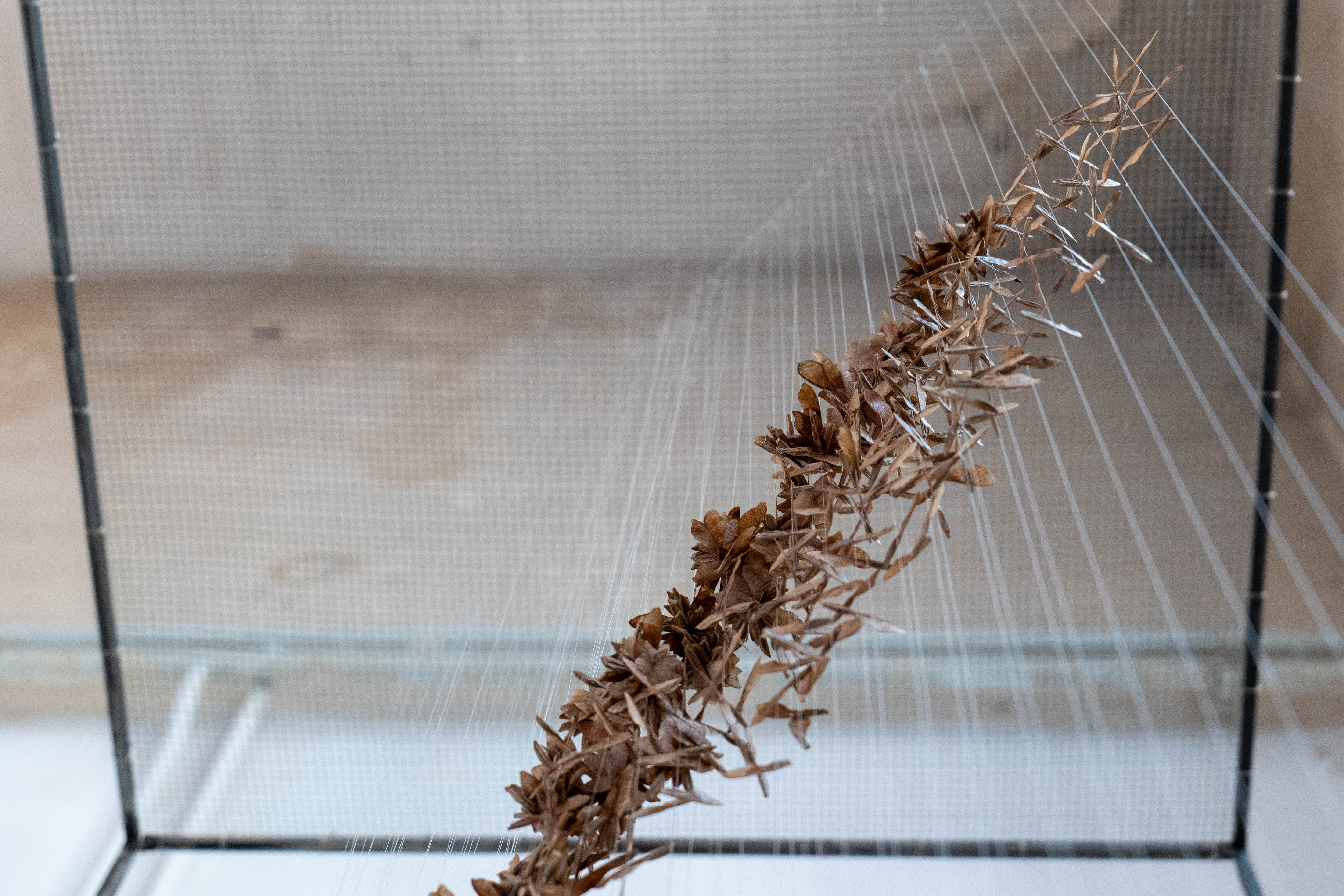 Martonosi Olivér: Ikerlependék